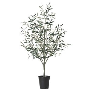 درختچه زیتون FEJKA