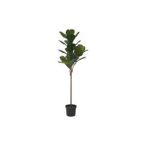 درختچه لیراتا FEJKA